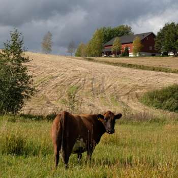 7-53-Tala som fortel om norsk sjølvforsyning_Foto Kjersti Kildahl