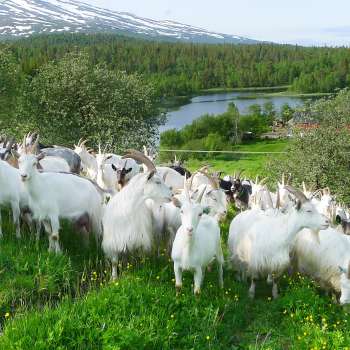 26-57-Mjølkegeiter i Hattfjelldal, Nordland_Foto Kjersti Kildahl