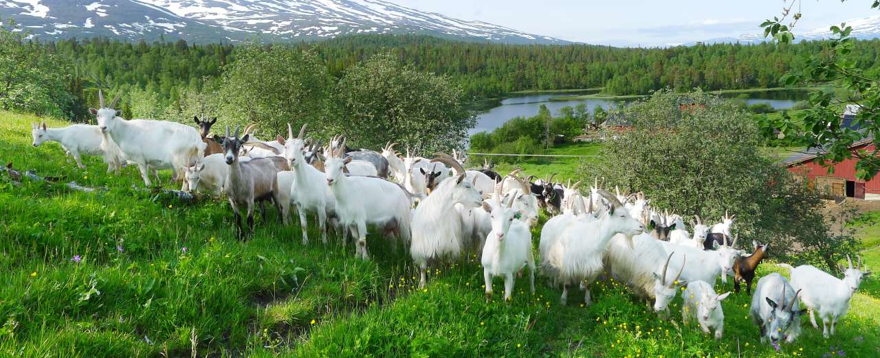 26-57-Mjølkegeiter i Hattfjelldal, Nordland_Foto Kjersti Kildahl