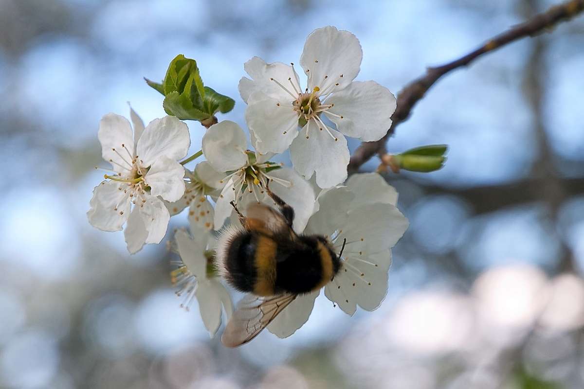 Pollinatorer til 6.1