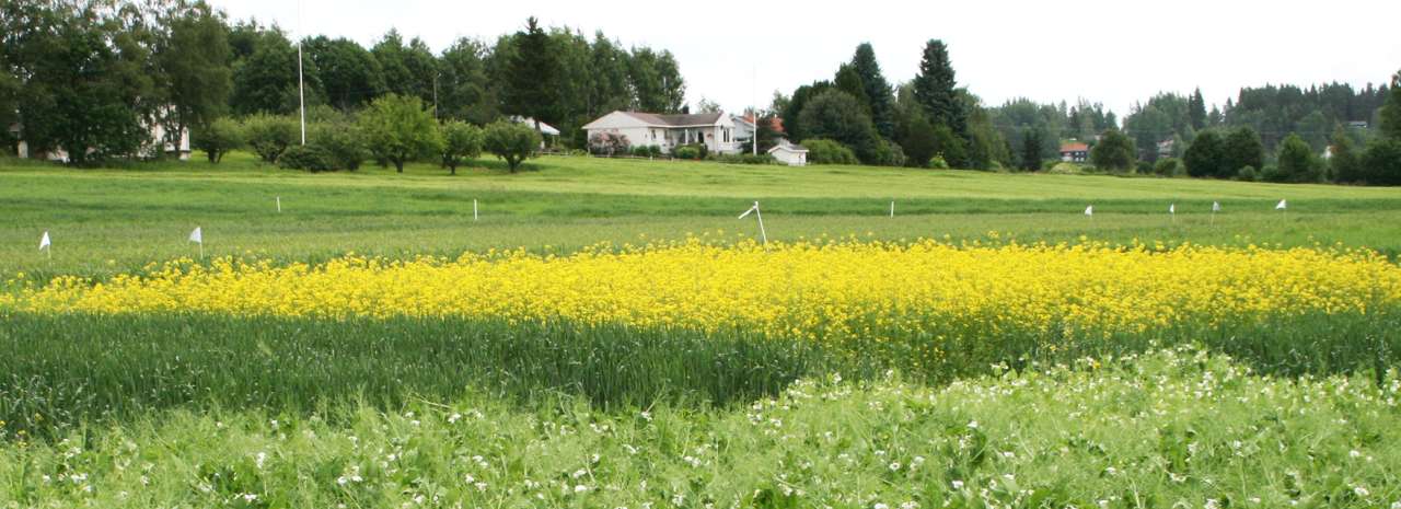 25-15-Vekstskifte-FotoUAbrahamsen