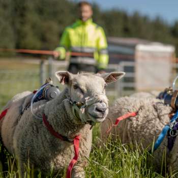 29-14-Måler klimagassutslipp fra sau på beite_Therese Jægtvik