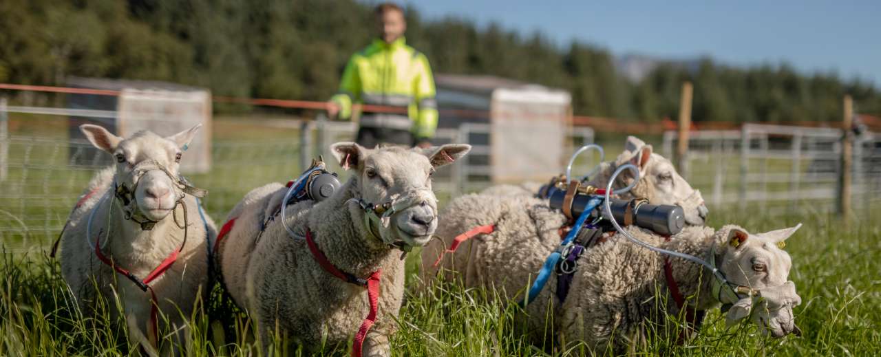 29-14-Måler klimagassutslipp fra sau på beite_Therese Jægtvik