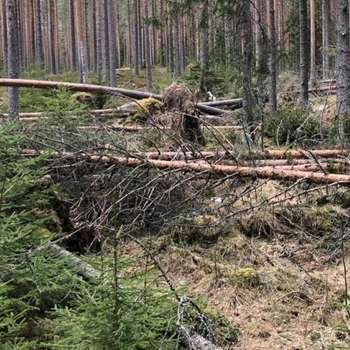 17-24-Stammebrekk - fra Løten Foto Harald Berger, SB Skog