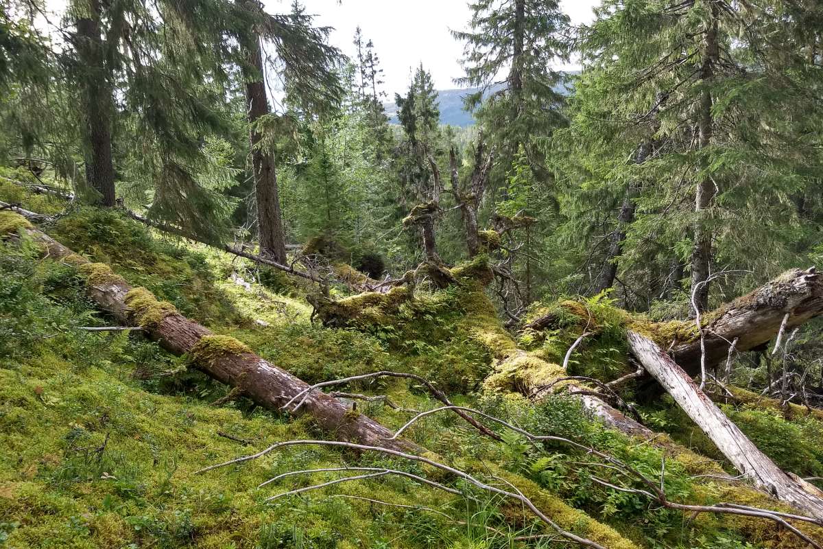 Gammel skog øker - Foto Aksel Granhus - NIBIO