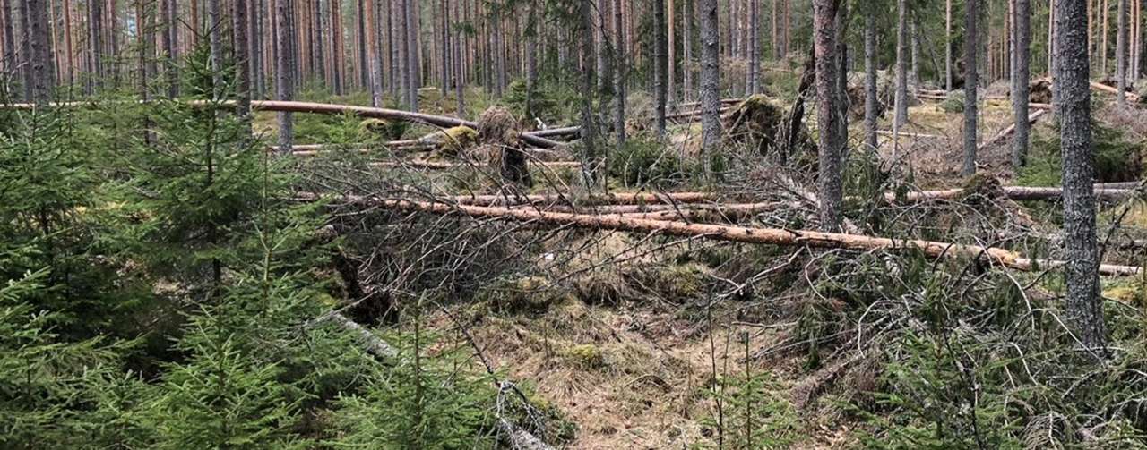 17-24-Stammebrekk - fra Løten Foto Harald Berger, SB Skog