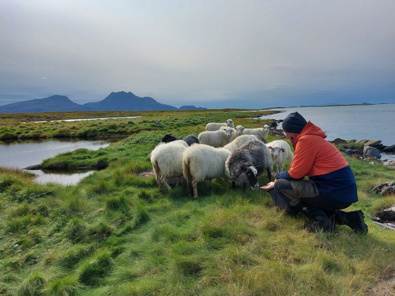 Sau som utmarksressurs. Foto: Jørn Høberg