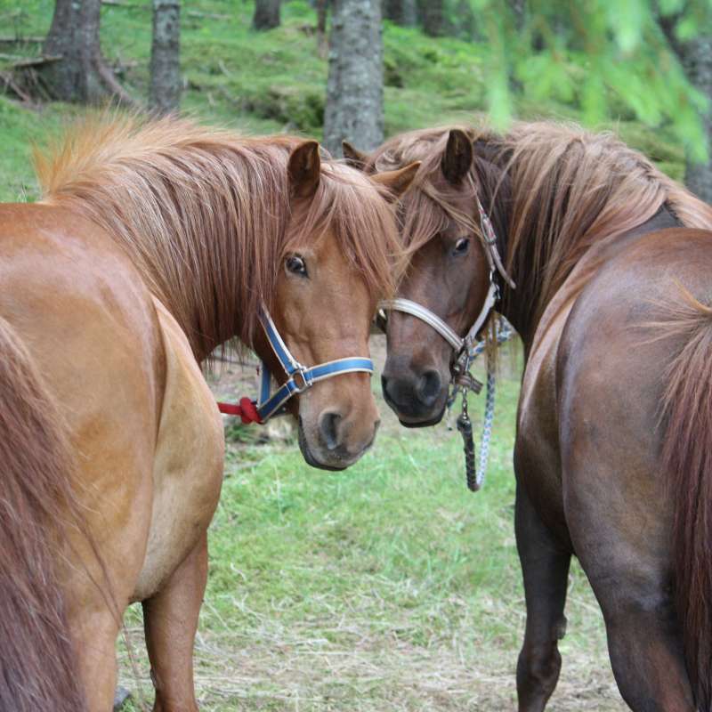 Bilde til nyhetssak Luna og Sara_GHMJ