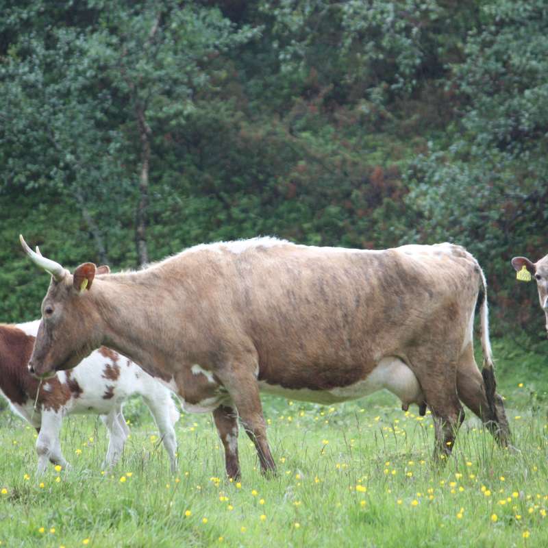 Ku av vestlandsk fjordfe og kalver