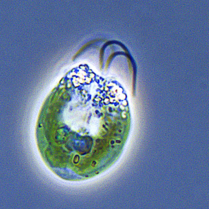 Tetra SAG26_Tetra-004_ch00.jpg