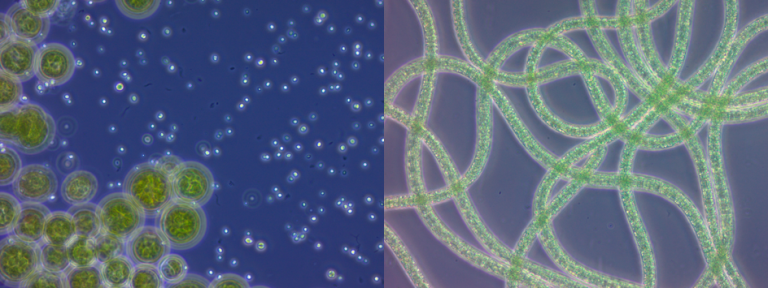 Figure 1 microalgae.png