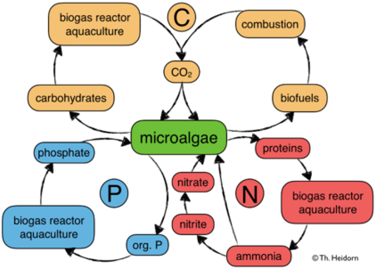 Figure 2 microalgae.png
