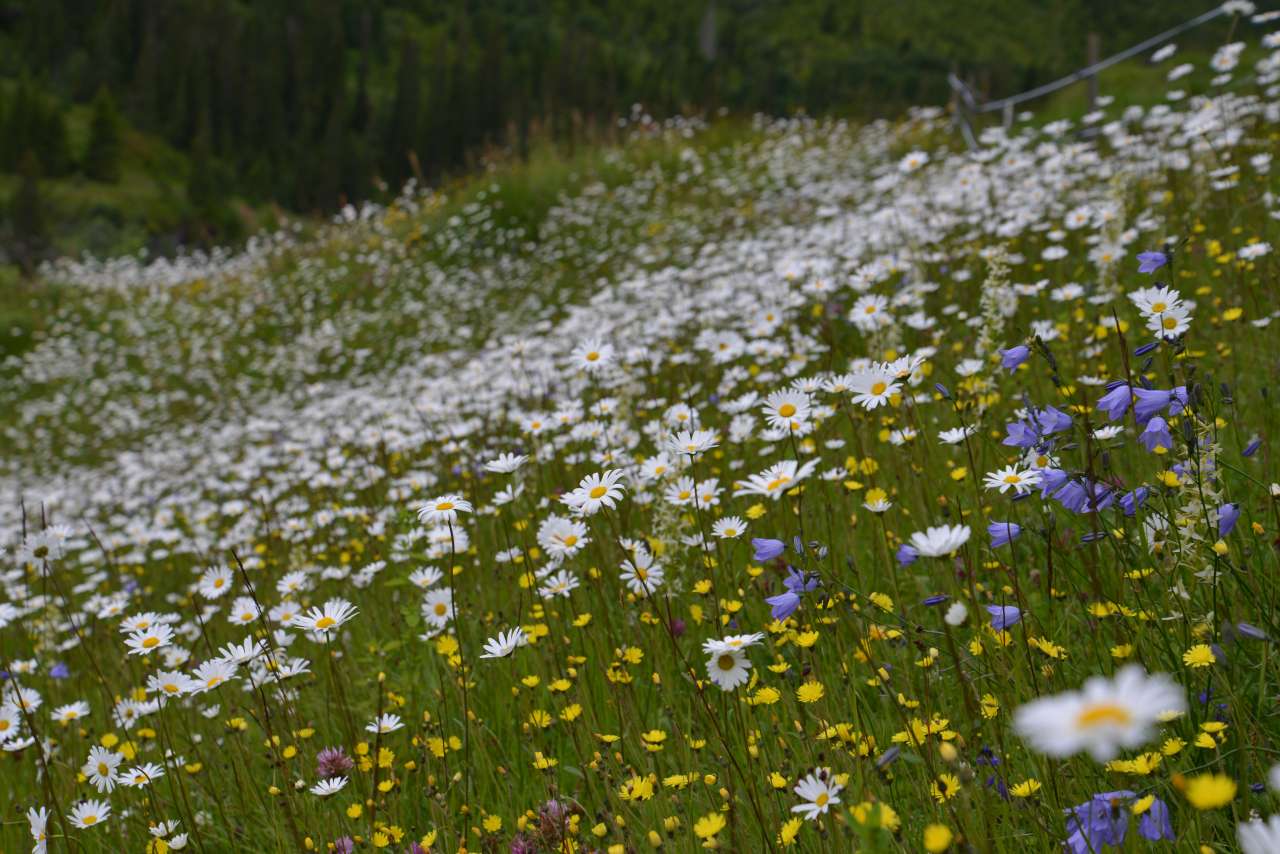 Blomstereng_Per Vesterbukt