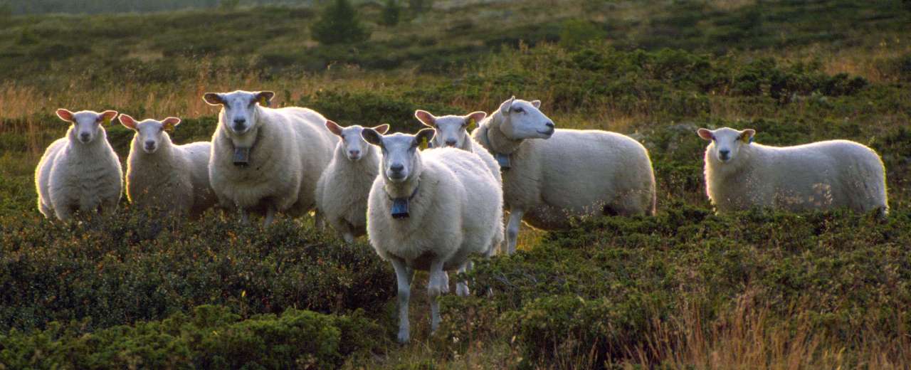 Sau på beite i Børkdalen_Sør-Fron_Yngve Rekdal