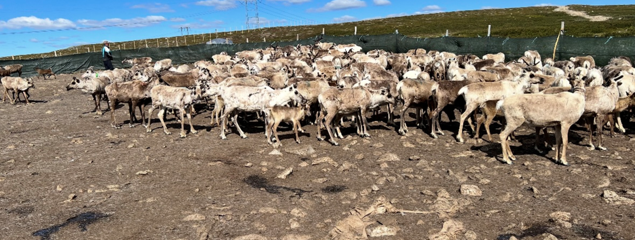 Reinsdyrflokk i innhegning