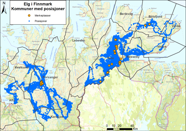 Elg_i_finnmark.png