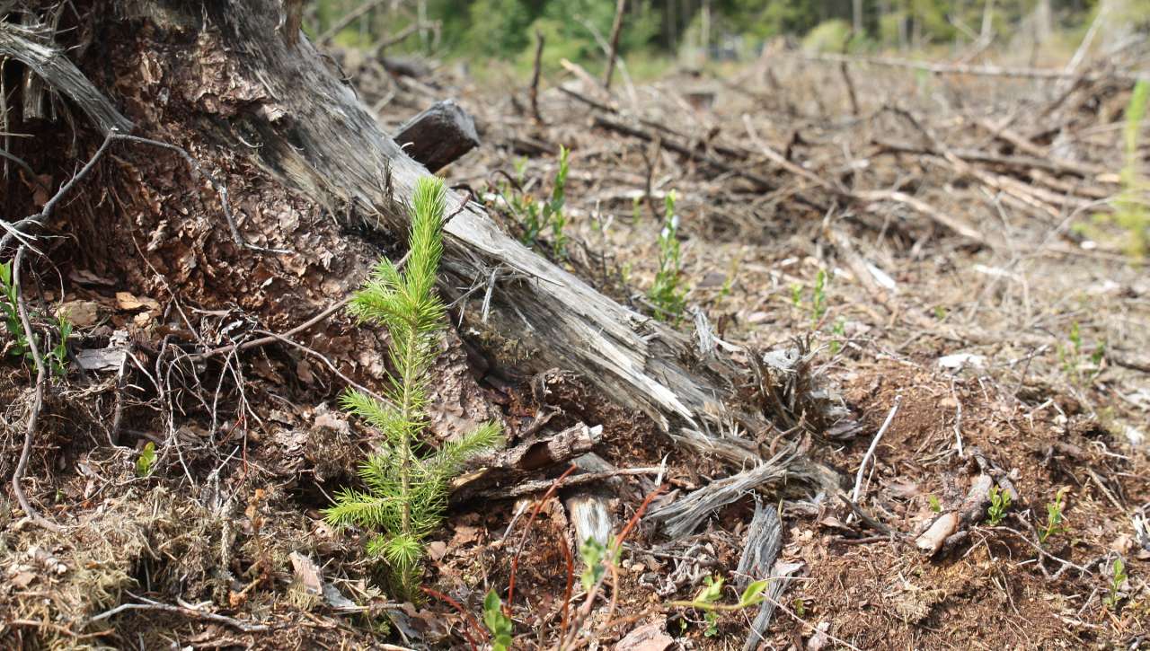 Liten granplante