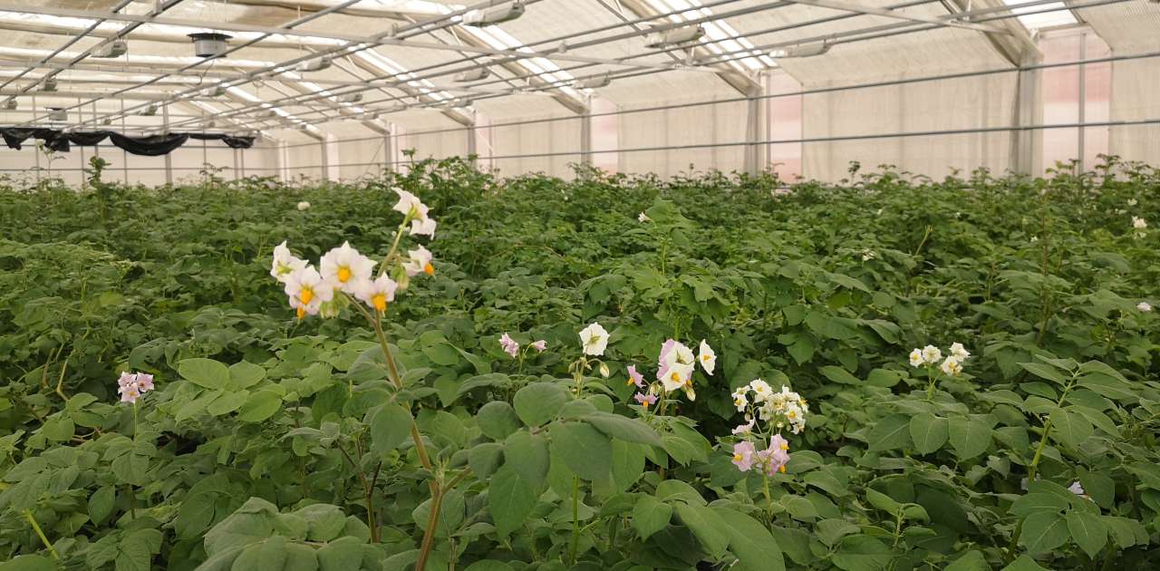 Potetdyrking  drivhus