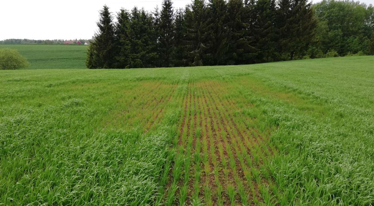 Jorde med virus- eller nematodeskade