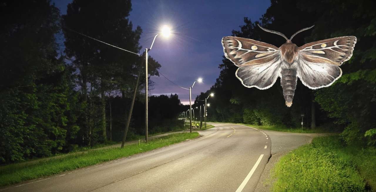Landevei med illustrasjon av nattsvermer