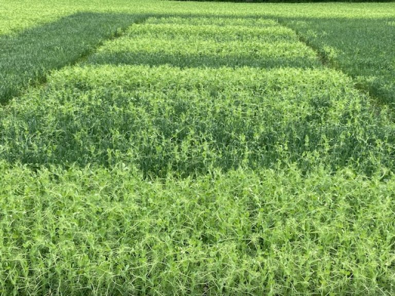 Økologisk overview pea and oats-close01.jpg