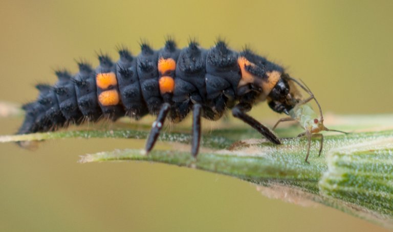 Marihørn larva spiser bladlus.jpg