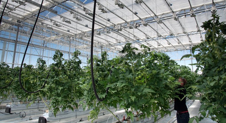 Tomatdyrking i veksthus