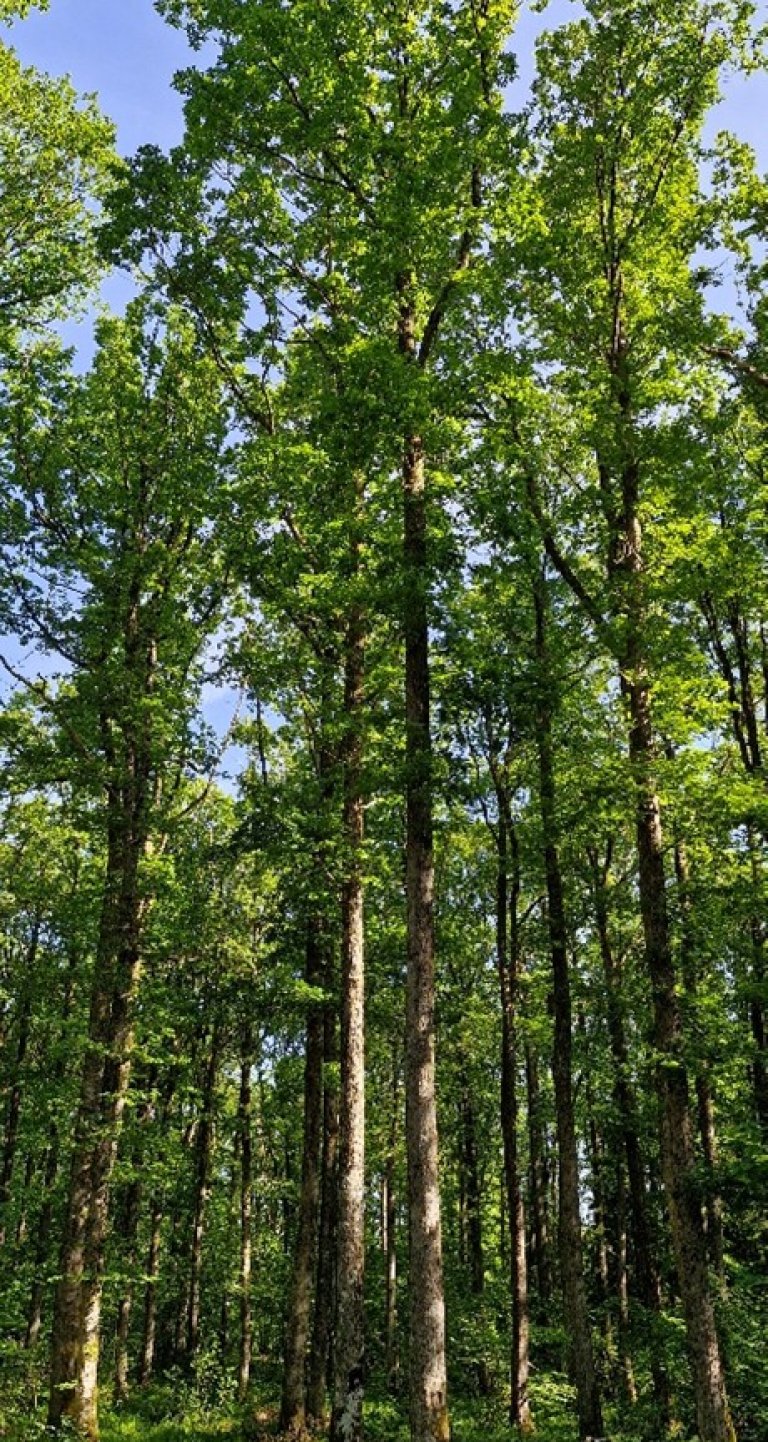 Eikeskog.jpg