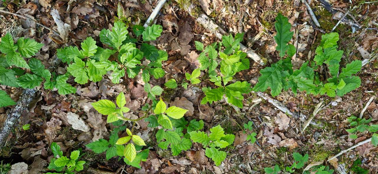 Skogbunn med små eikeplanter