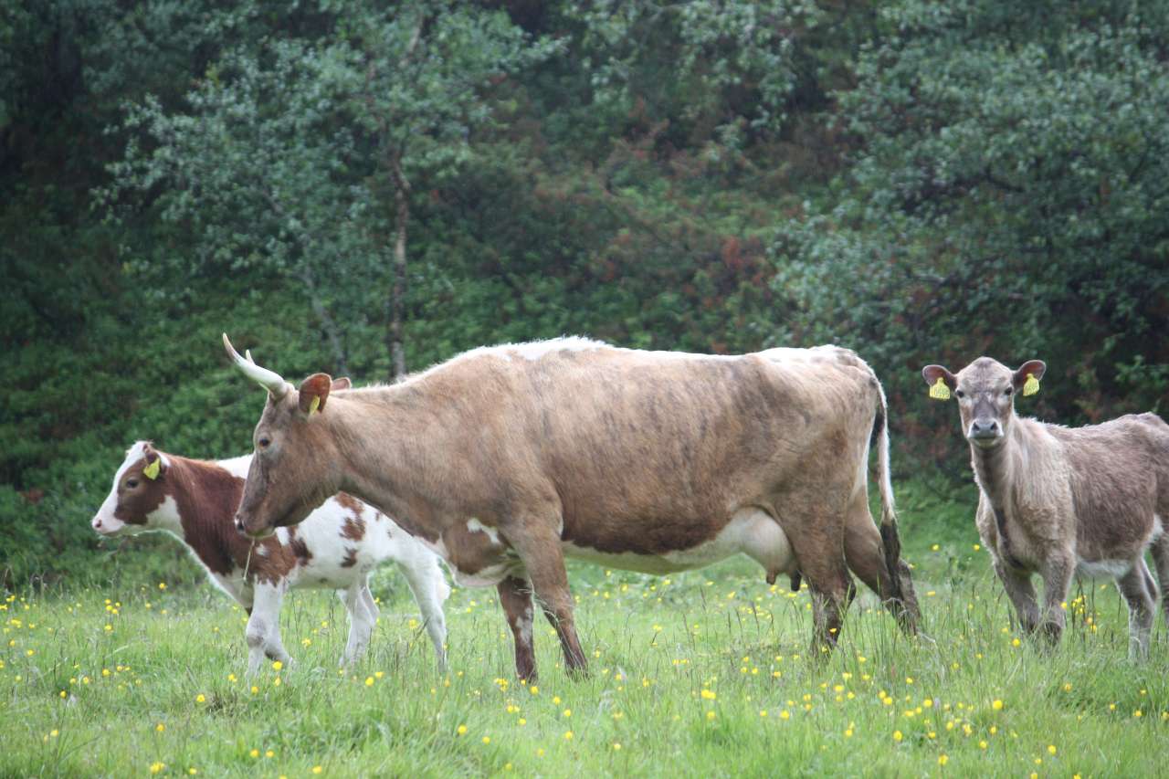 Ku av vestlandsk fjordfe og kalver