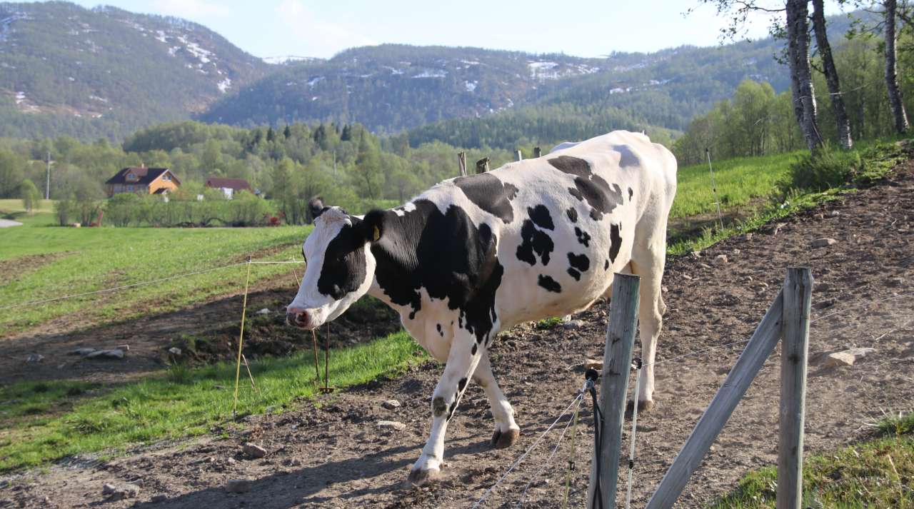Ku på vei til beite