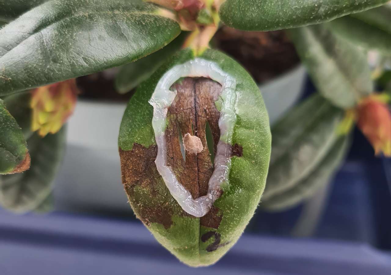 Rhododendron with P ramorum