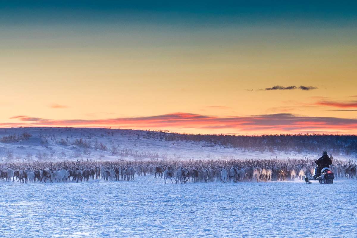 Reinflokken Karasjok vinter JAB_Foto Jan Helmer Olsen_3820