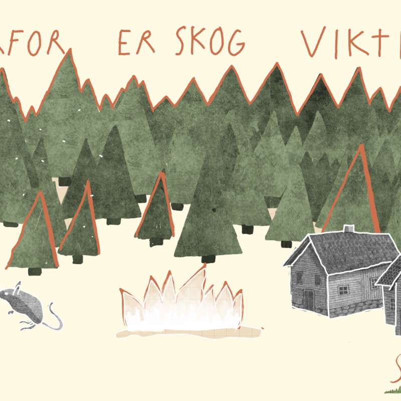 Hvorfor er skog viktig