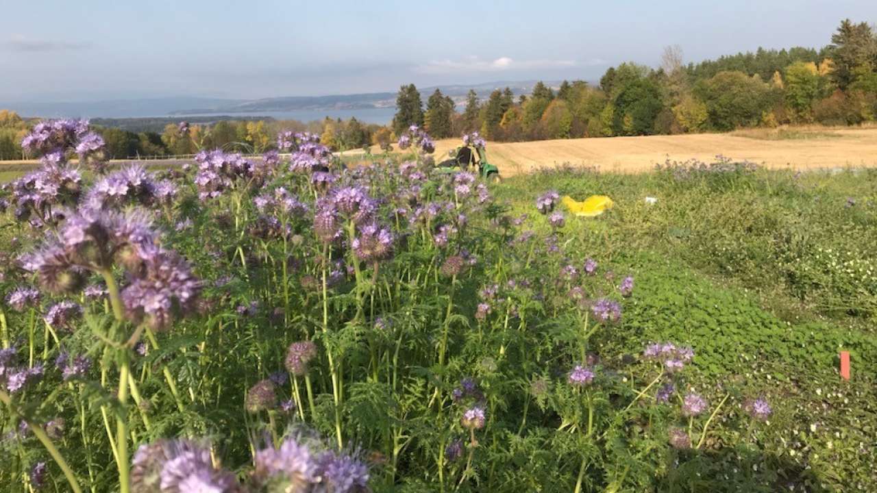 Tiltak-for-økt-bærekraft-grønnsaksproduksjon