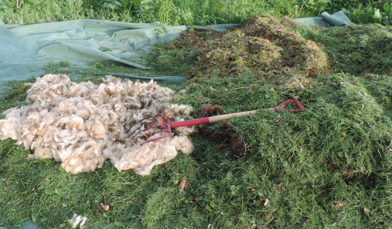 Ull blandet med gressklipp i kompost Foto KMC DSCN5639