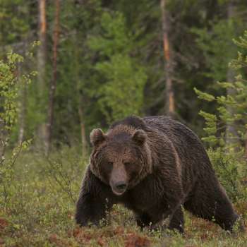 31-46-Finnish brown bear - Photo by Alexander Kopatz-2