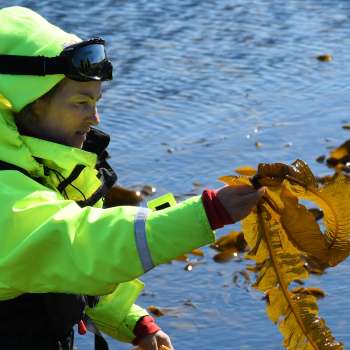 17-12-Tang og tare-Foto Liv Jorunn Hind