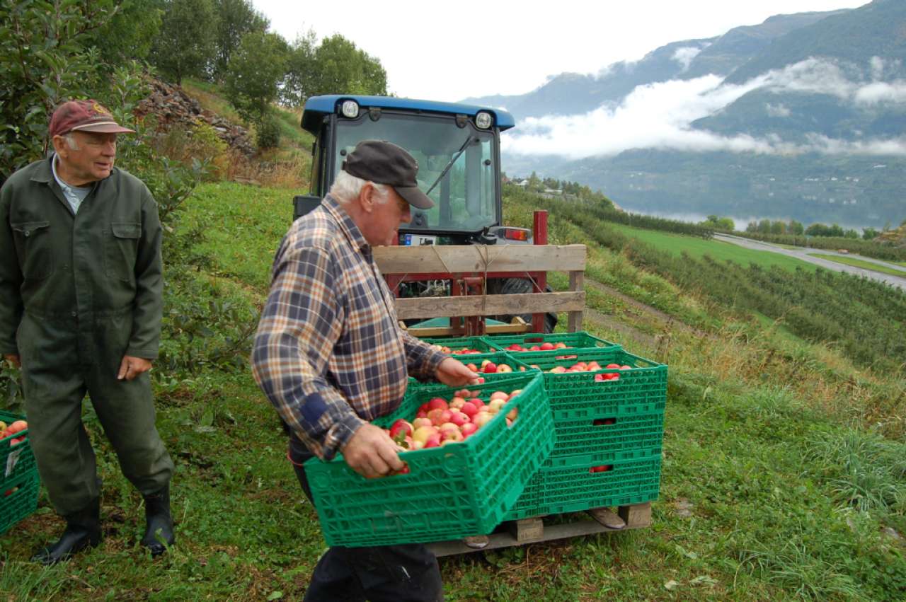 Eple Presseple Lars og Olav 02.09.2014 B
