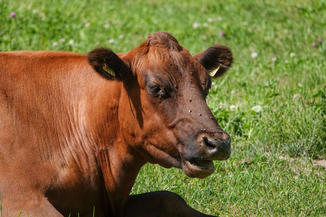 Portrett av østlandsk rødkolle