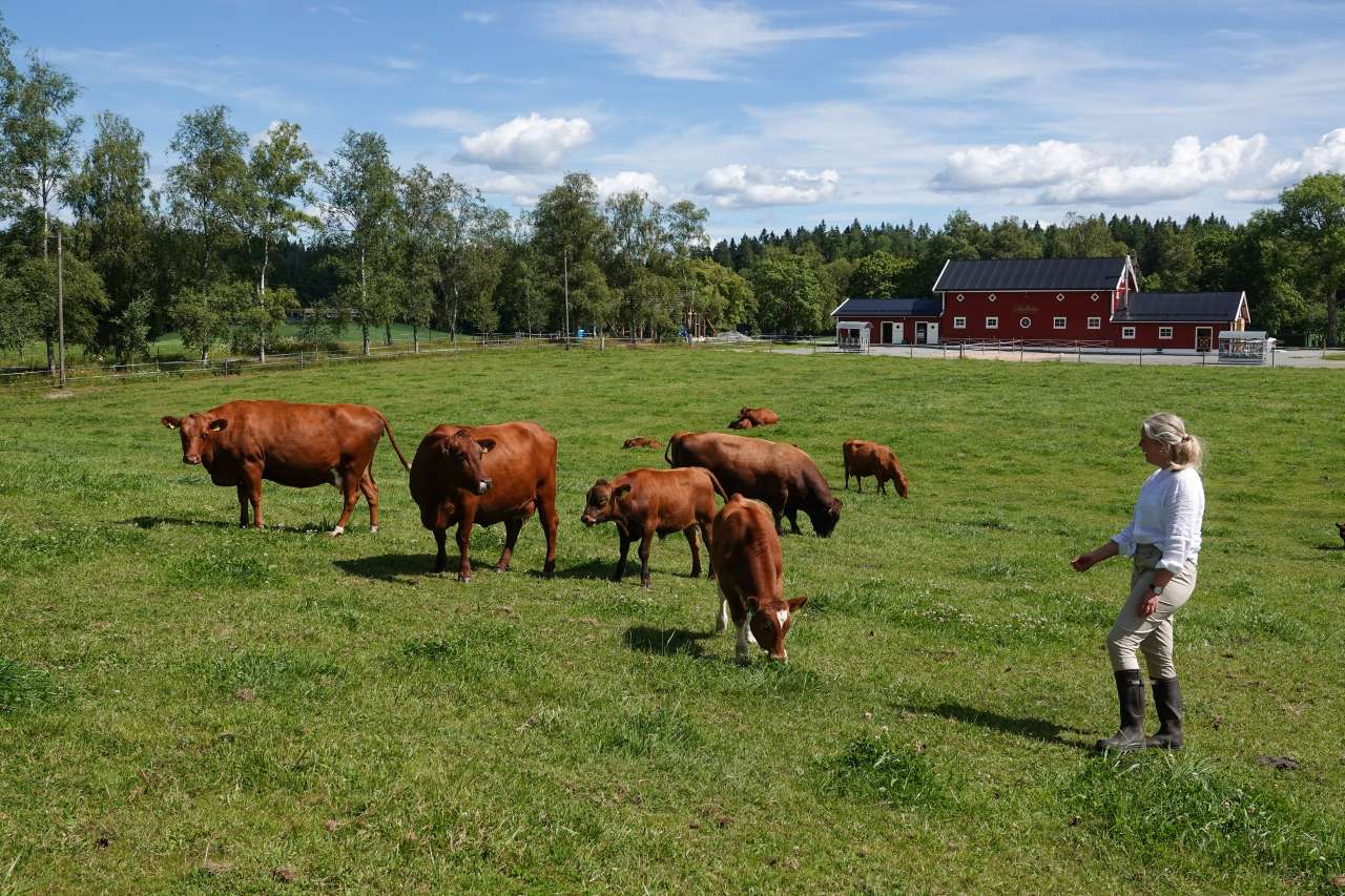 Bonden med sine kyr på beite