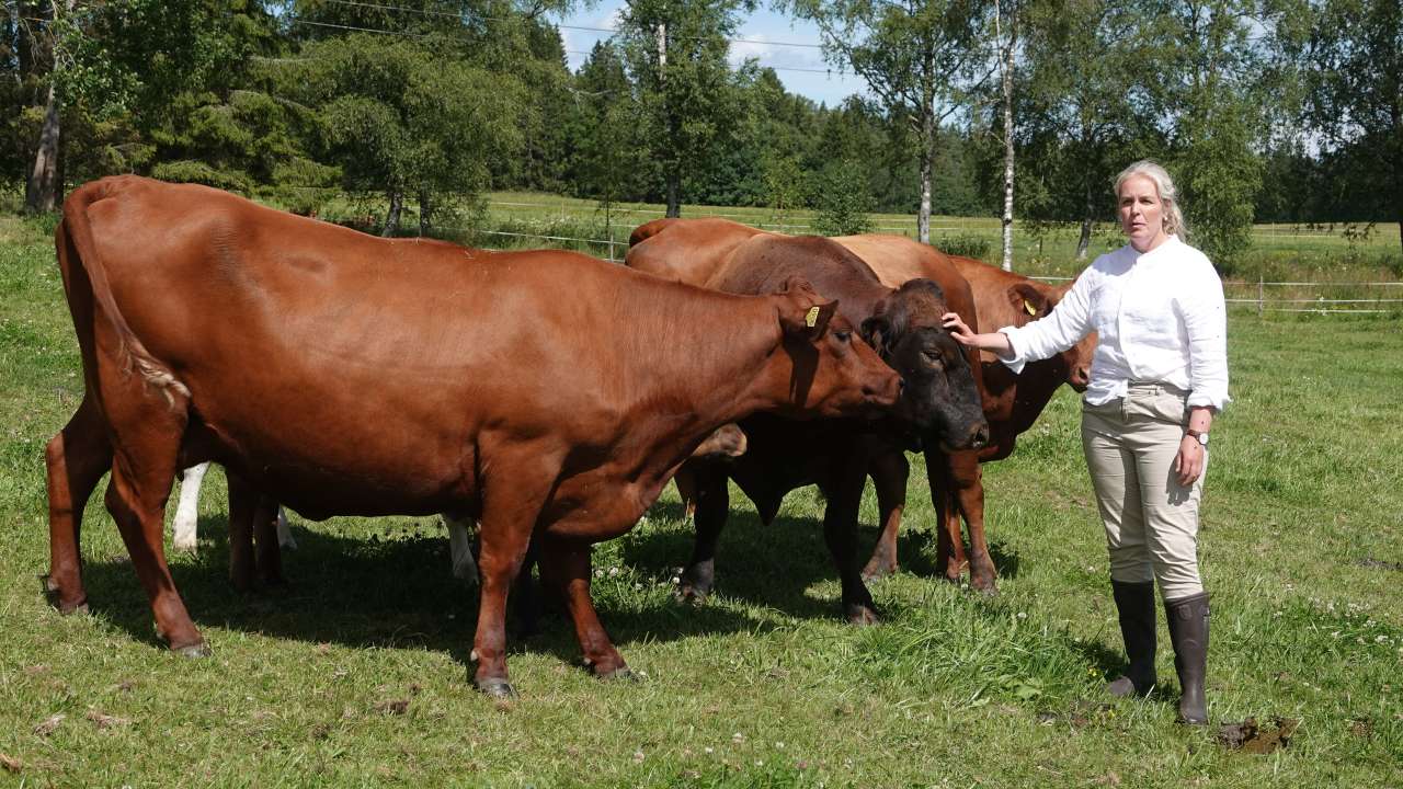 Bonden klapper oksen