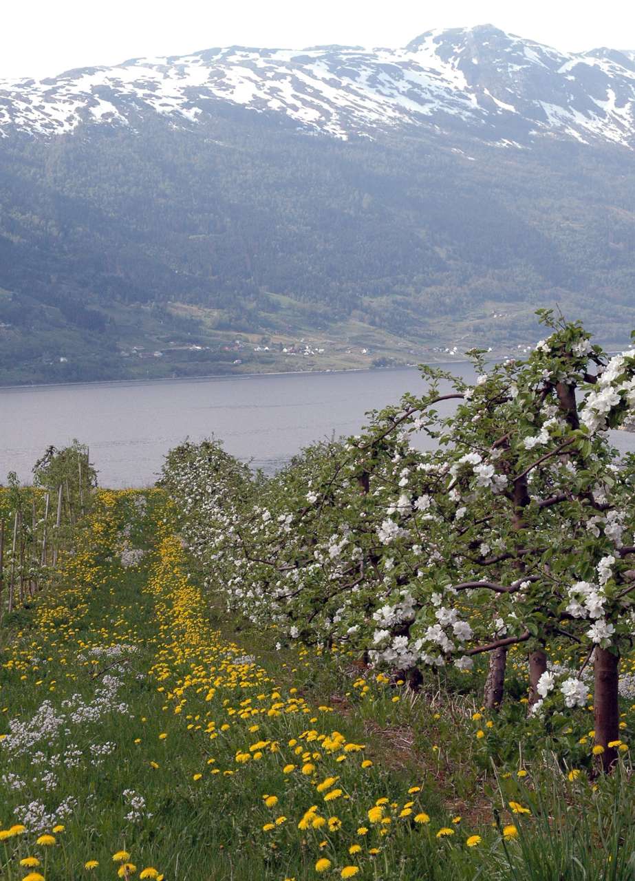 Epleplantasje ved NIBIO Ullensvang