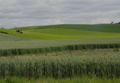 Grønn kornåker med en traktor som sprøyter og en låve i bakgrunnen