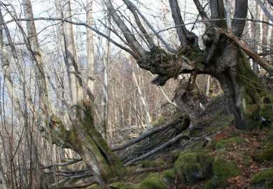 Høstingsskog_ESvalheim_cropped