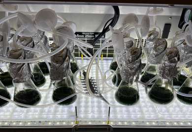 Mikroalger på kolber i laboratoriet