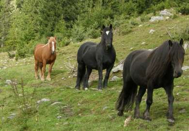 Hest_hovedbilde