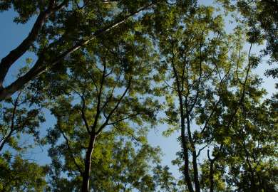 20090818_TIV_0392