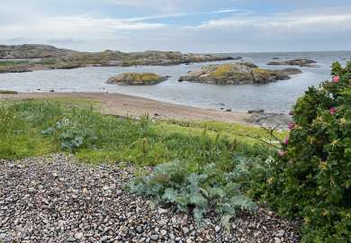 Strandkål i naturlig habitat. 