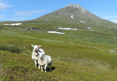Sau på utmarksbeite